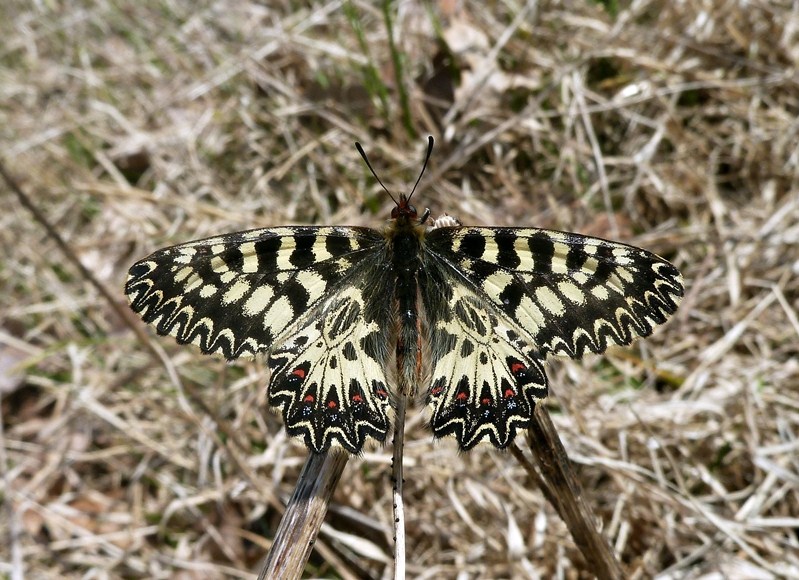 Finalmente la Zerynthia polyxena! (e Boloria dia)